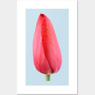 Tulipa &#39;Sky High Scarlet&#39; Single Late Tulip Posters and Art